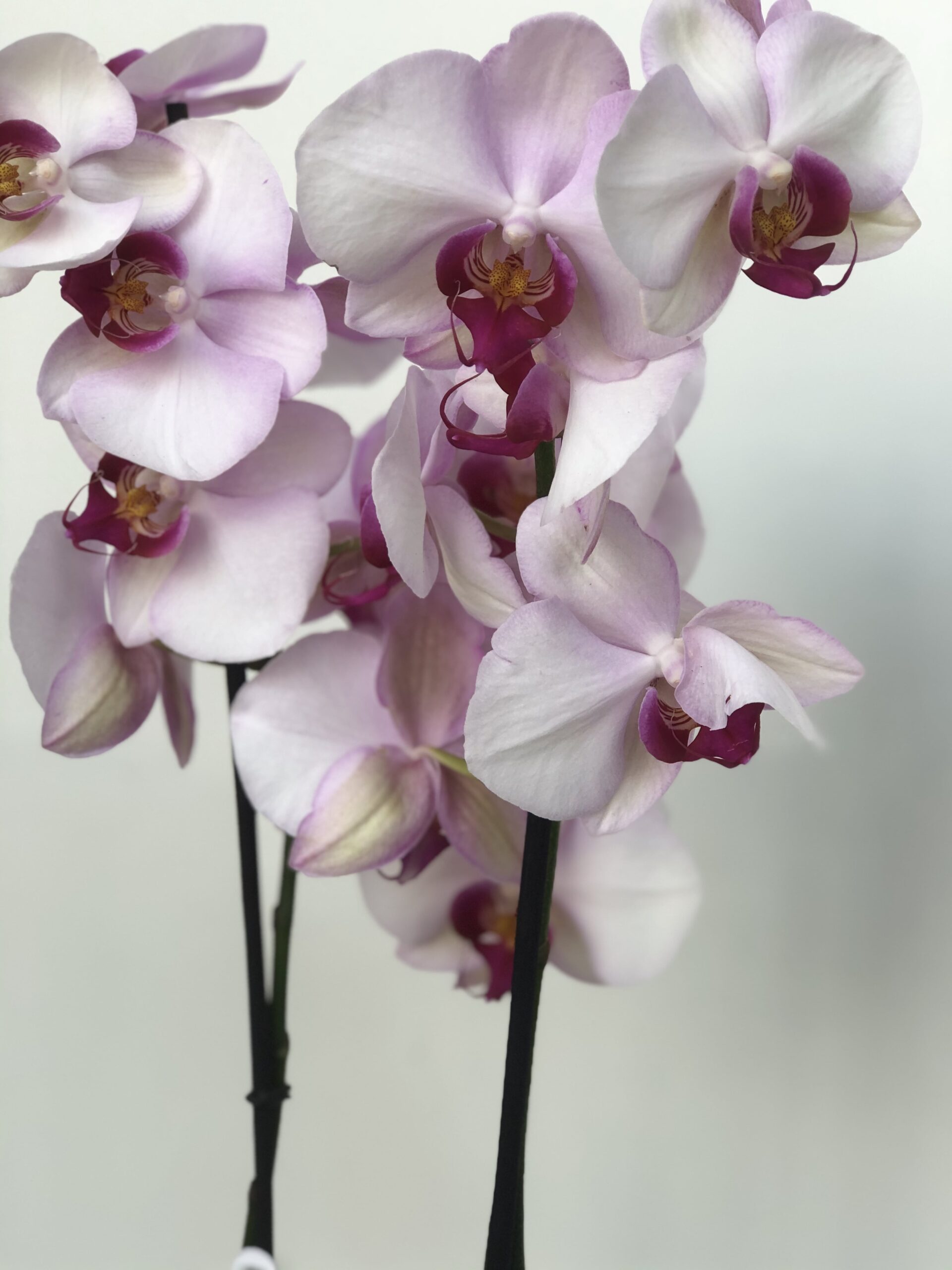 All-About-Orchids-by-Mathioudakis-scaled-1.jpg