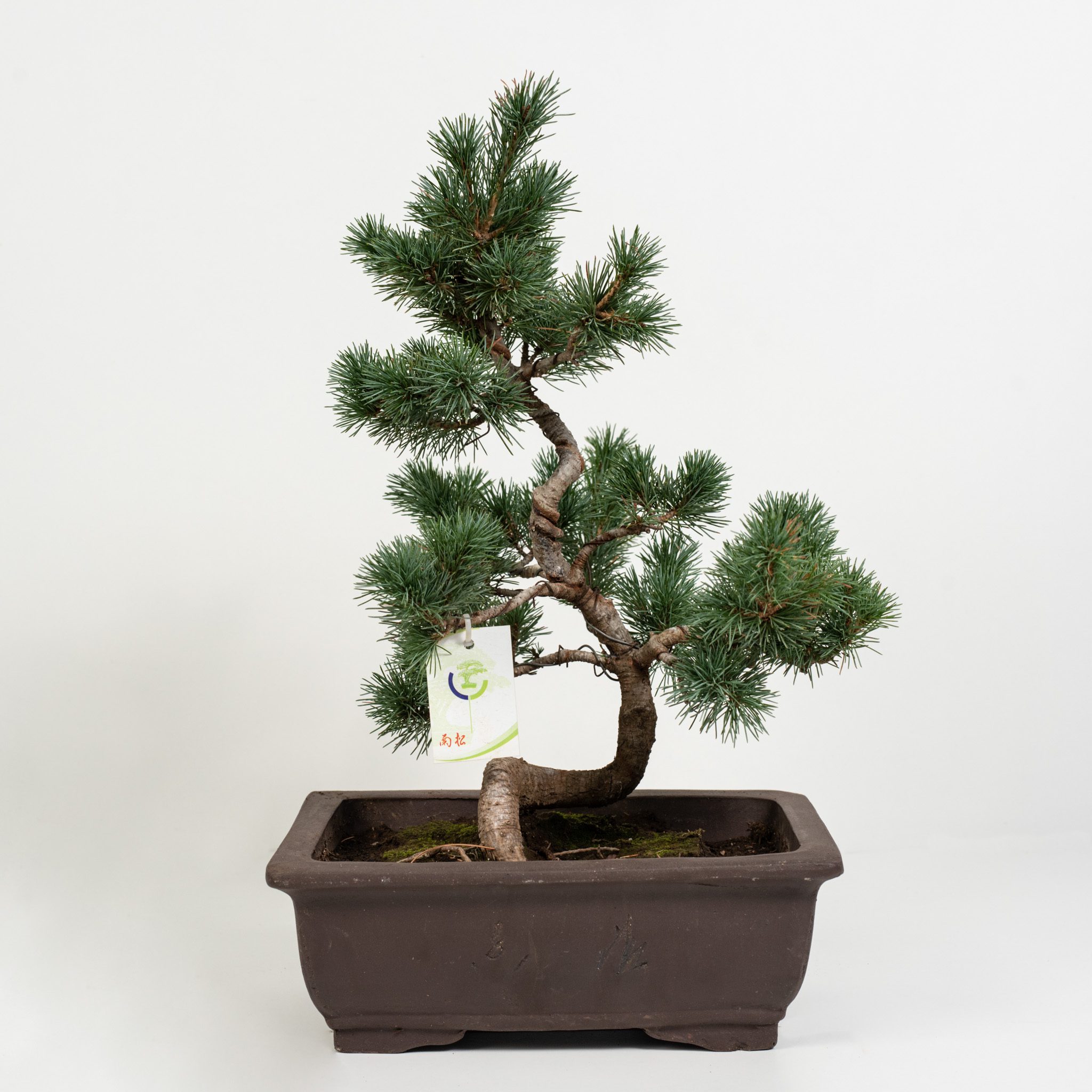 Bonjai-Pinus.jpg
