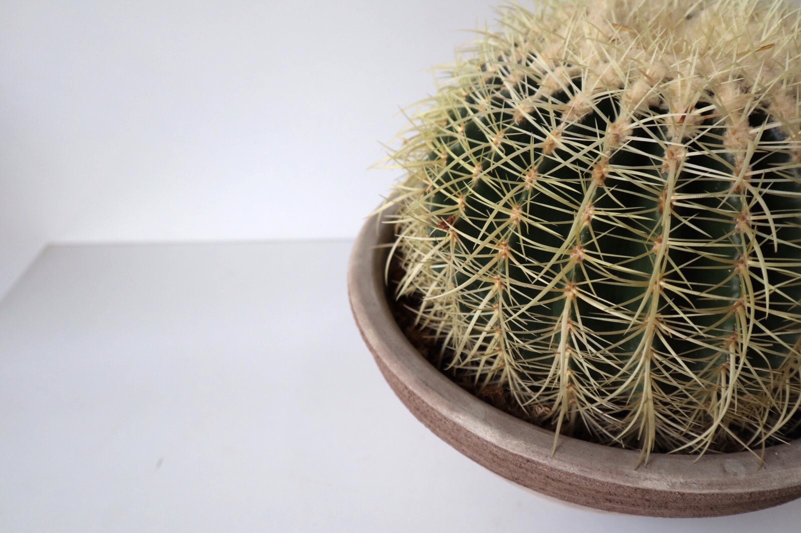 Cactus-Home-Plant-Big-by-Mathioudakis.jpg