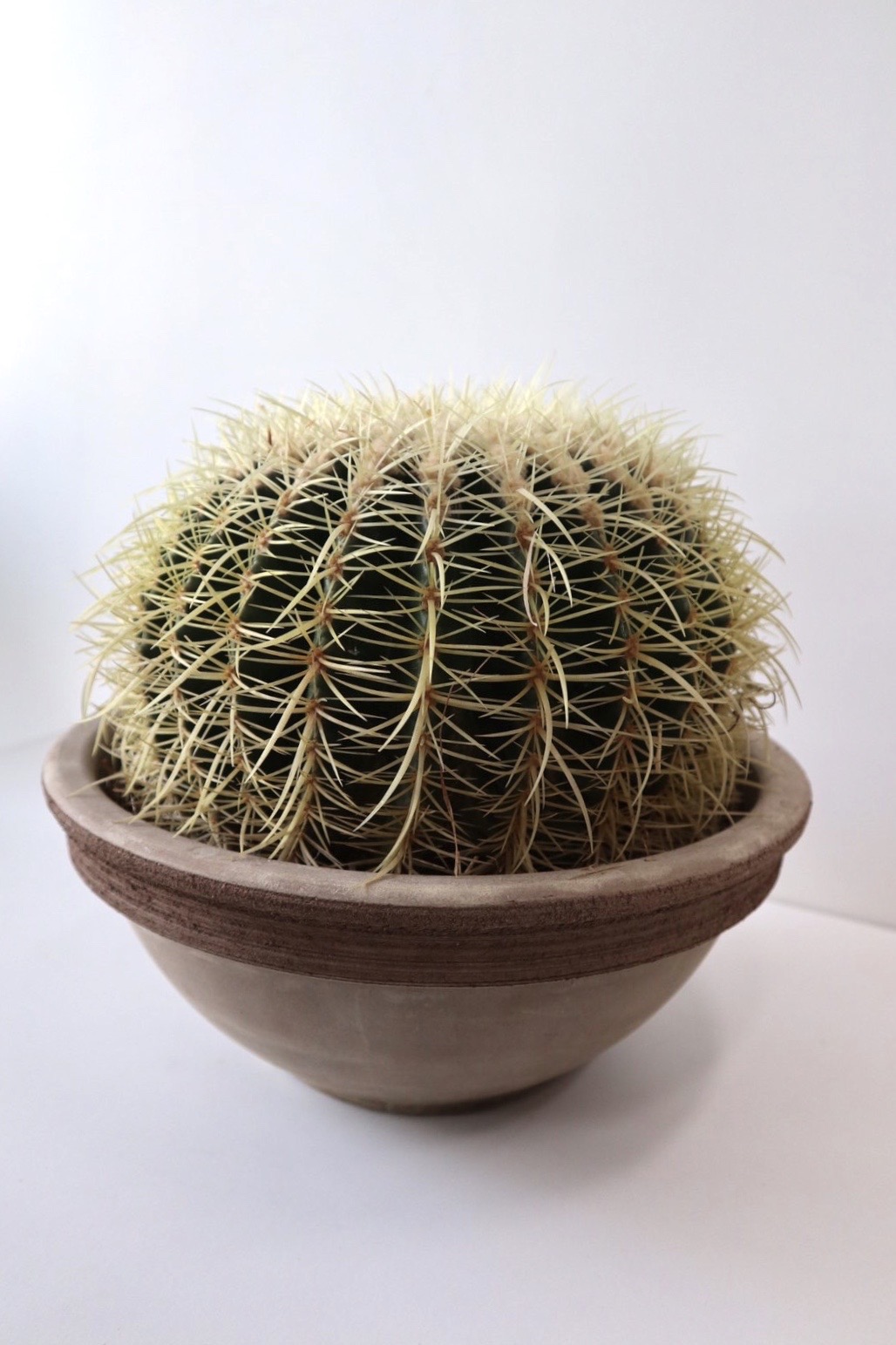 Cactus-Home-Plant.jpg
