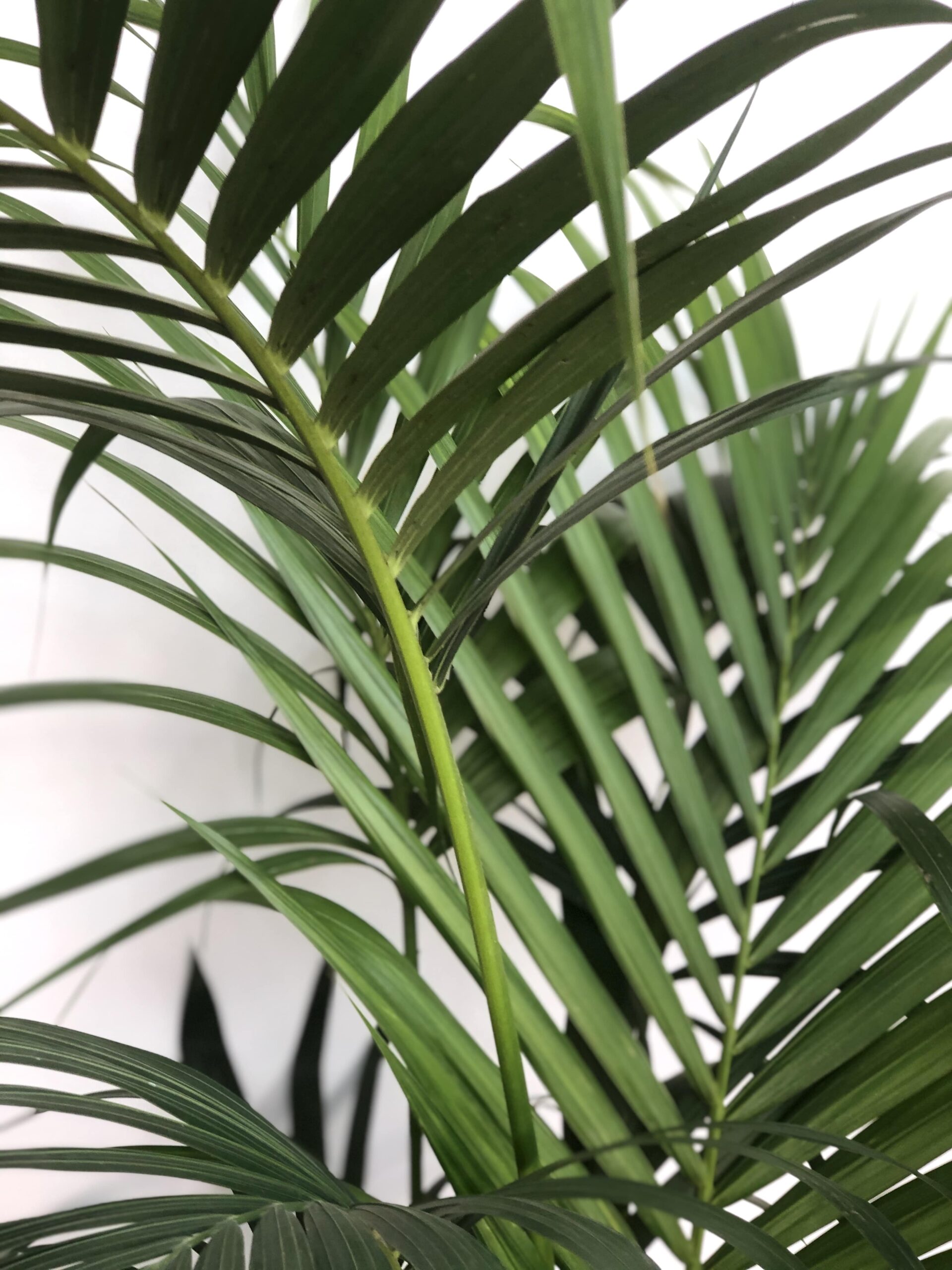 Tropical-Kentia-Palm-Tree-by-Mathioudakis-scaled-1.jpg